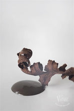 Chocolate Brown